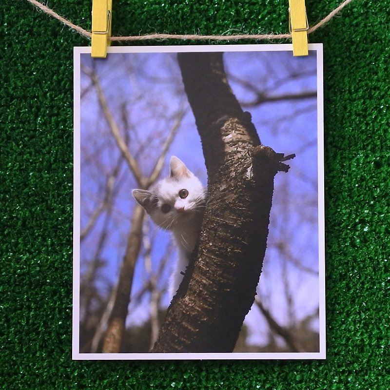 3猫屋猫写真ポストカード（写真：猫夫人）–好奇心旺盛 - カード・はがき - 紙 