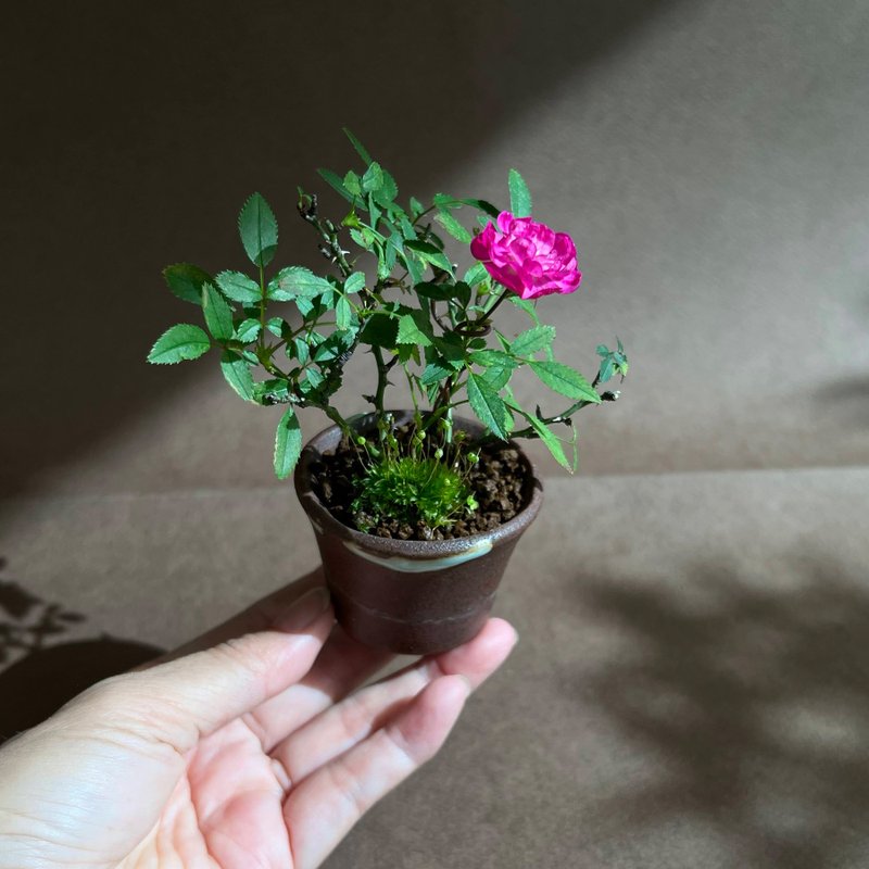 紫紅微月合植山野草∣日本豆鉢 - 盆栽/植栽 - 陶 