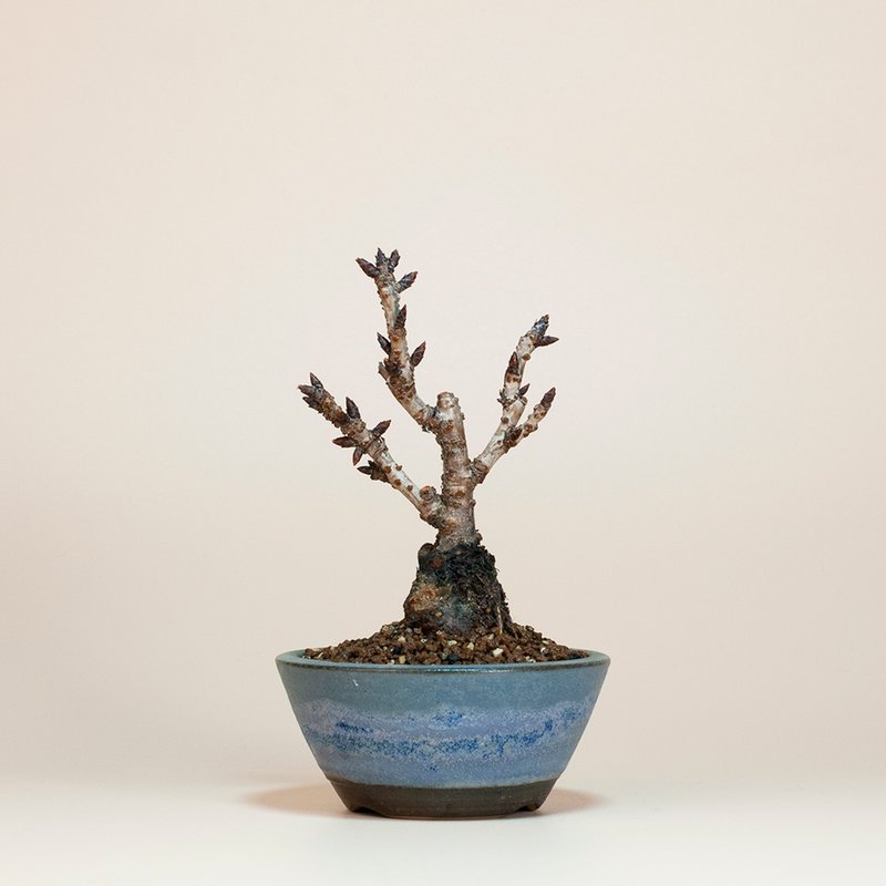 [Japanese Plants] Asahiyama Cherry Blossom Plant Sketch Bonsai - Plants - Plants & Flowers 