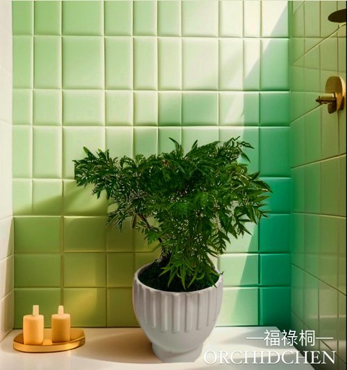 ORCHID CHEN 蘭沉空間 質感盆栽招財 福祿桐 室內外植物 開幕送禮自用擺設