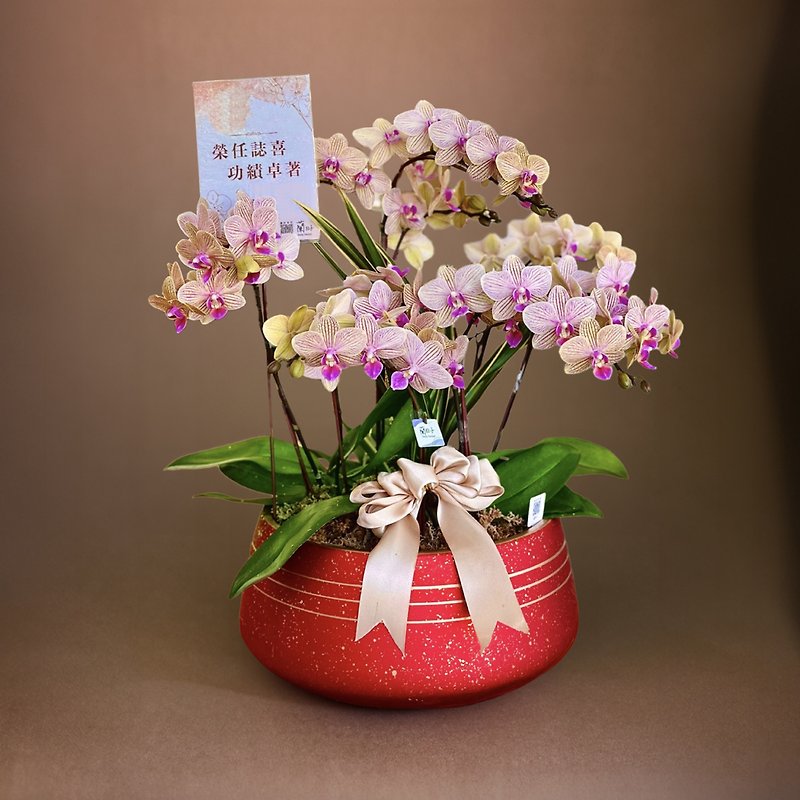 Exclusive design│Pink with striped potted flowers as a gift for opening promotion [Limited to six deliveries] - ตกแต่งต้นไม้ - พืช/ดอกไม้ สึชมพู