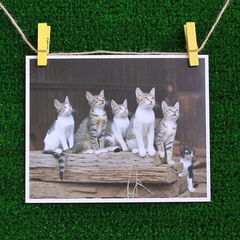 3貓小舖貓咪寫真明信片(攝影:貓夫人) – 專注 - 心意卡/卡片 - 紙 