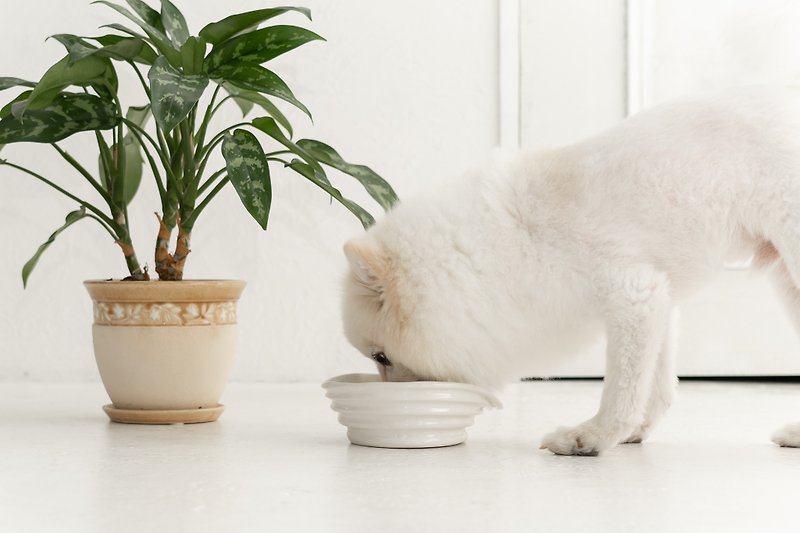Wave pet bowl, Cat bowl,Dog bowl,Puppies bowl,Food bowl - Pet Bowls - Pottery White