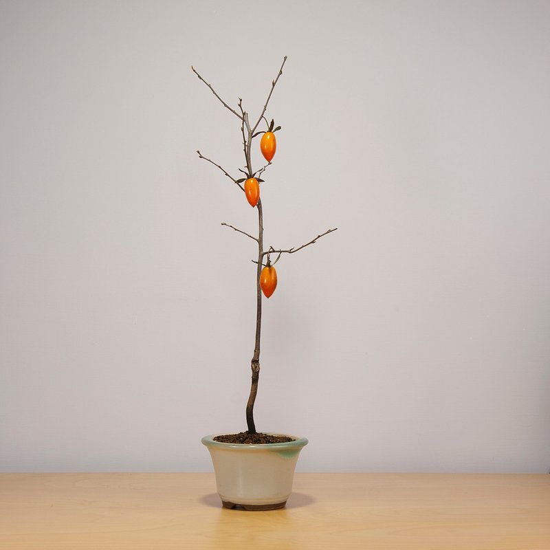 [Japanese Plant] Laoya persimmon literati tree flower and fruit plant - Plants - Plants & Flowers 