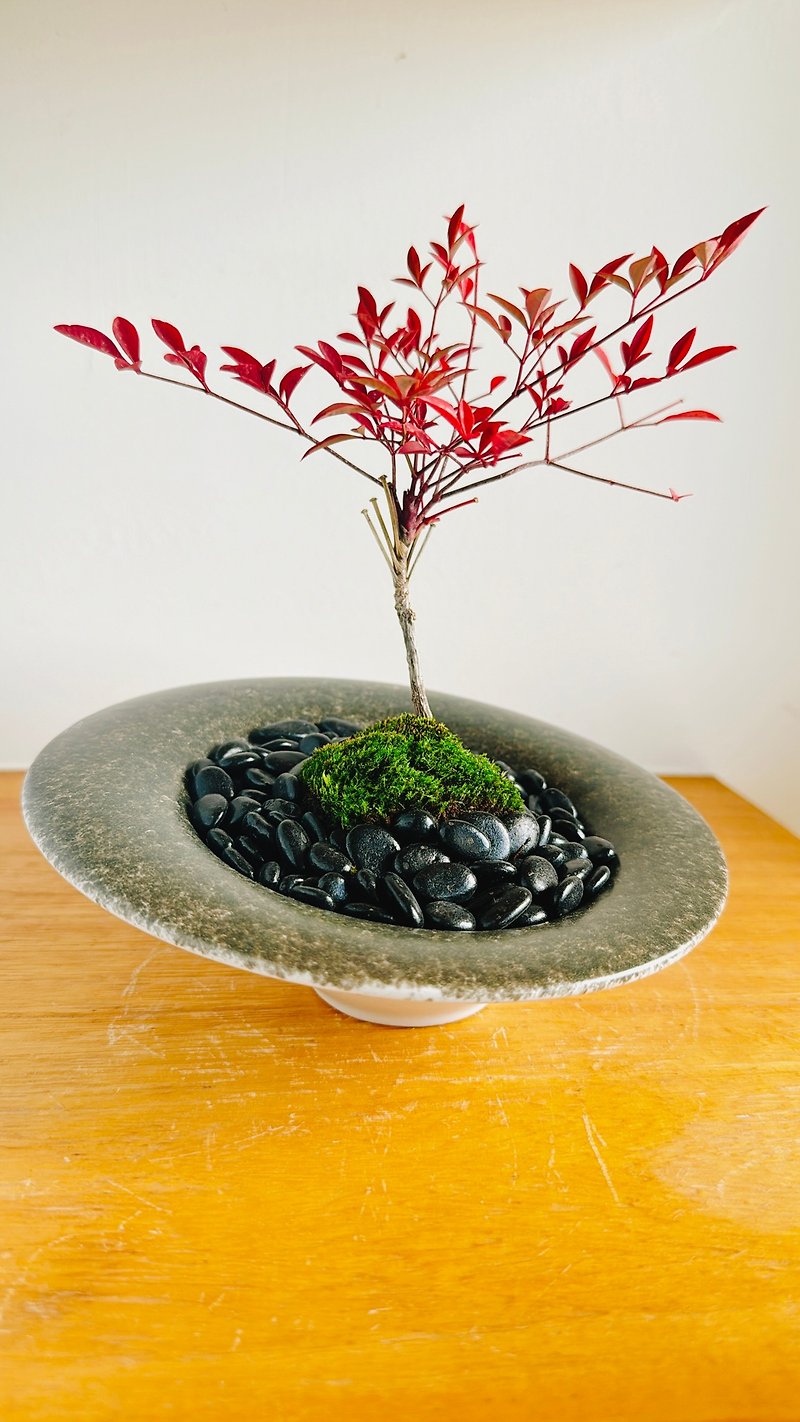 Purely natural Japanese potted black oblique round porcelain Zen dry landscape nandina bamboo red leaves gift Zen - Plants - Plants & Flowers Red