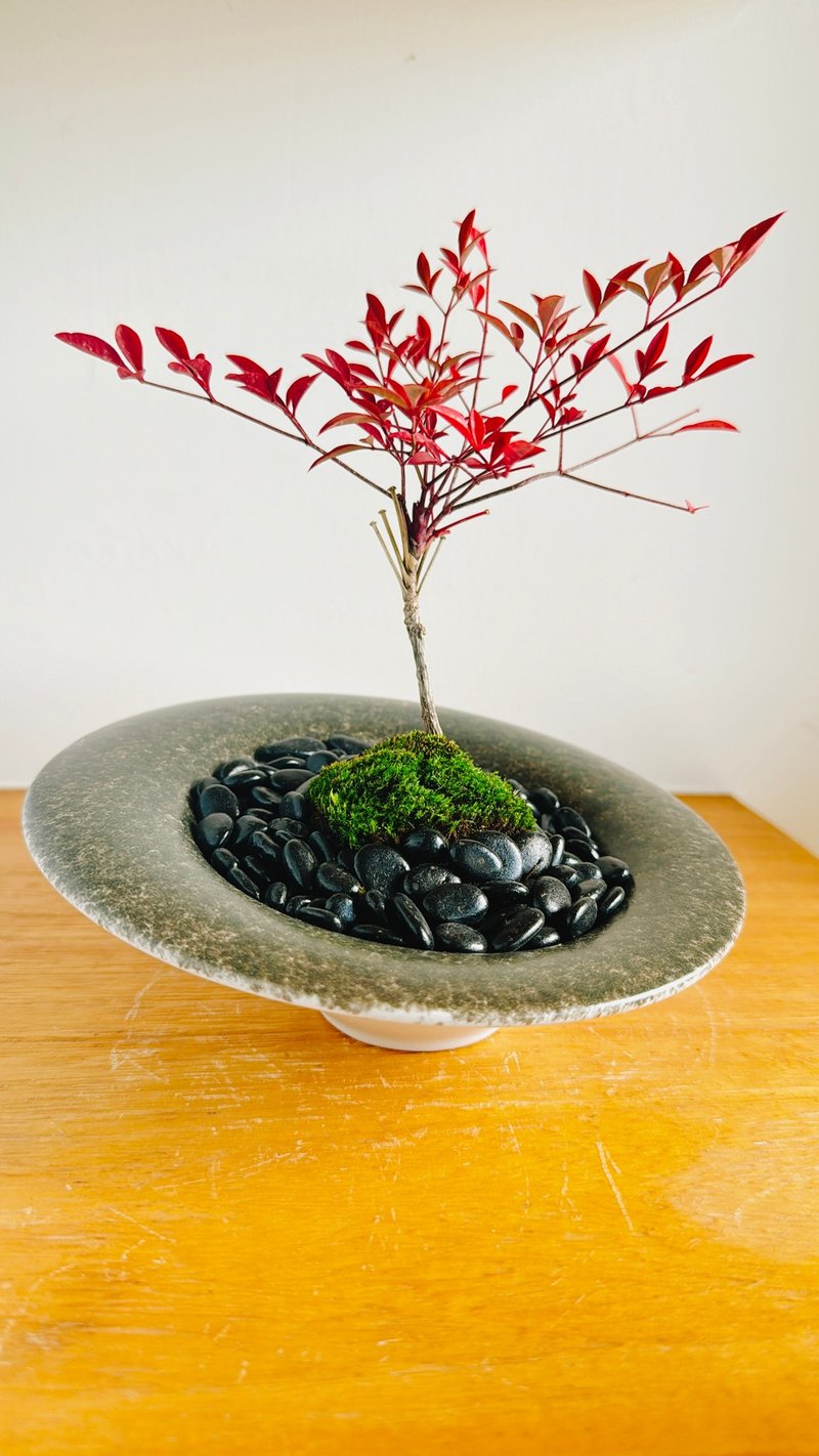 純自然 日式盆栽 黑斜圓瓷器 禪 枯山水 南天竹 紅葉 送禮 Zen - 盆栽/植栽 - 植物．花 紅色