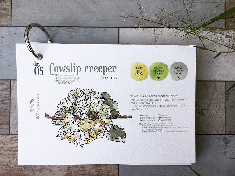 cowslip creeper flower calendar card - 卡片/明信片 - 紙 