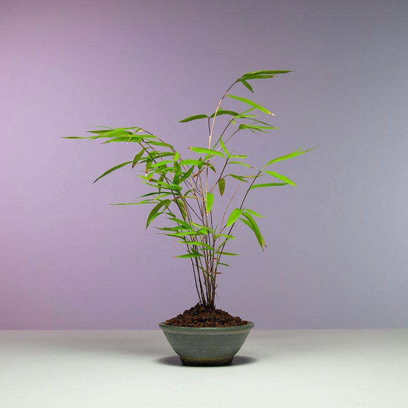 小品盆景/內門竹 - 盆栽/植栽 - 植物．花 