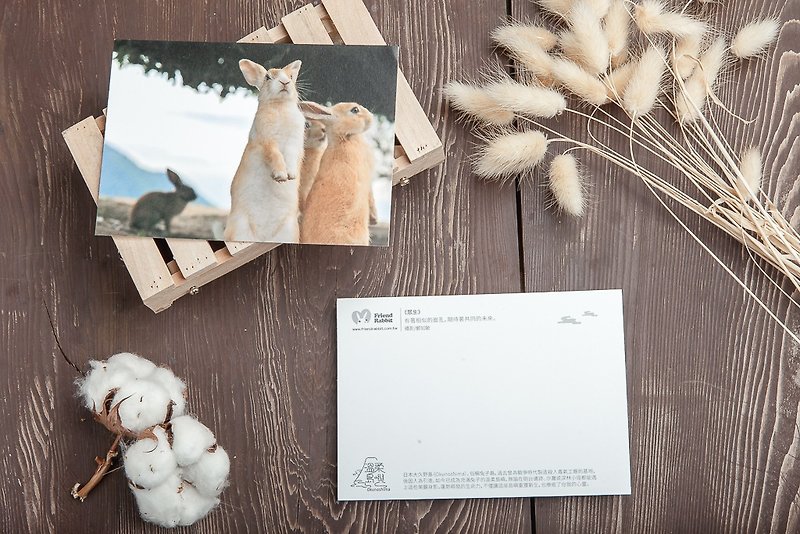 Rabbit Photography Postcard-All Living Beings - การ์ด/โปสการ์ด - กระดาษ สีส้ม