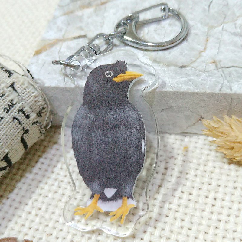 White-tailed Myna_Tilted head and whole body- Acrylic pendant (key ring)-Double-sided pattern-New manufacturer_Parrot - Keychains - Acrylic 