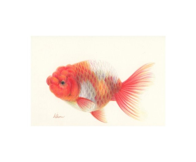 金魚 蘭鋳 原画 イラスト Illustration Goldfish Ranchu ショップ Deme Tyoubi ポスター 絵 Pinkoi