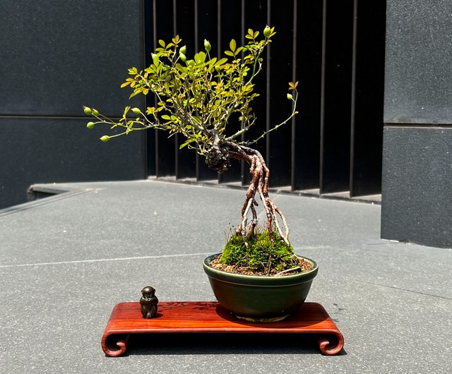 日本のヤクシマヒメバラ ∣丈の低い露出根盆栽が開花中 - ショップ mu bonsai 観葉植物 - Pinkoi