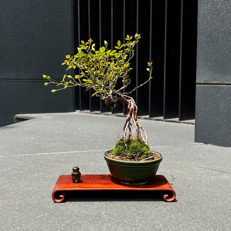 Japan's Yakushima Hime Rose ∣Short-length exposed-root bonsai is in bloom - ตกแต่งต้นไม้ - ดินเผา 