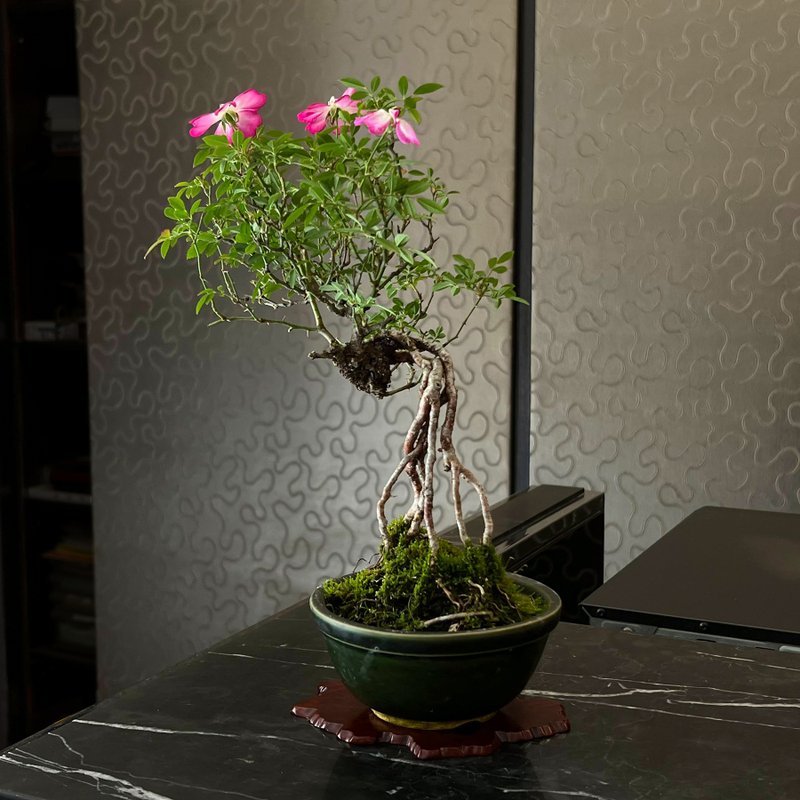 日本屋久島姬薔薇∣小品露根盆景 開花中 - 盆栽/植栽 - 陶 