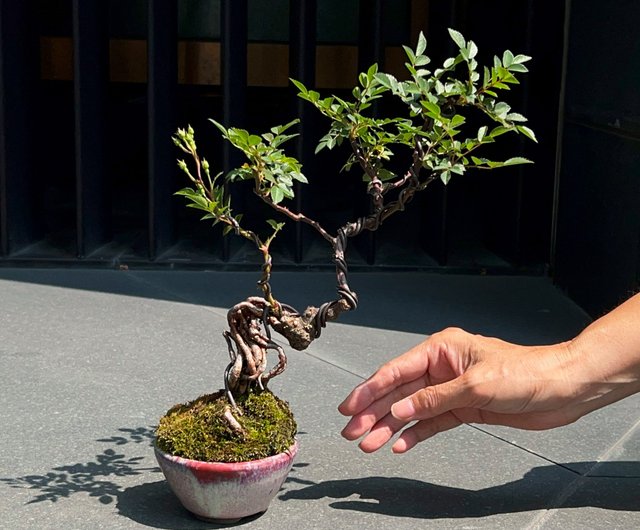 日本のヤクシマヒメバラ ∣丈の低い露出根盆栽が開花中 - ショップ mu bonsai 観葉植物 - Pinkoi