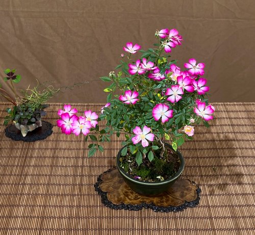 屋久島姫バラ ∣ 小さな露根盆栽が開花 - ショップ mu bonsai 観葉植物