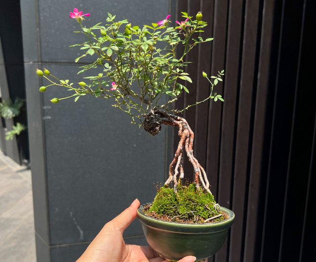 日本のヤクシマヒメバラ ∣丈の低い露出根盆栽が開花中 - ショップ mu bonsai 観葉植物 - Pinkoi