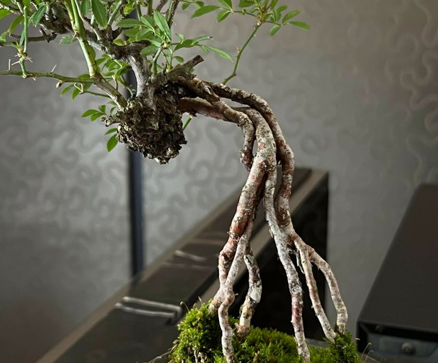 姫蘇鉄　盆栽　古木　ロング　希少 姫蘇鉄 盆栽 古木 希少 - メルカリ