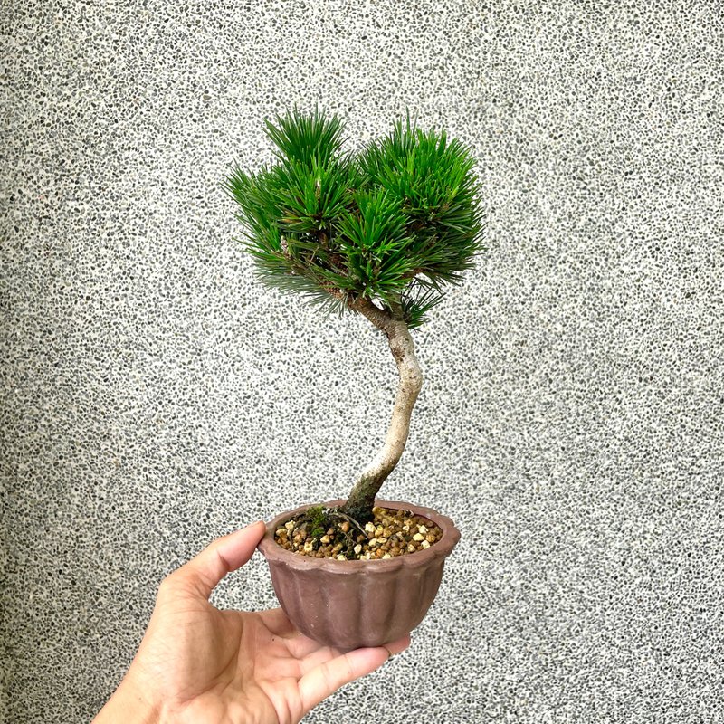小品盆栽-日本短葉黑松 千壽丸 - 盆栽/植栽 - 植物．花 