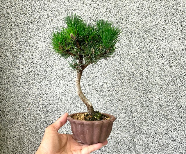 小品盆栽-日本短葉黑松千壽丸野趣小品盆栽Rustic Charm Bonsai 小品盆栽-日本短葉黑松千壽丸野趣小品盆栽Rustic Charm Bonsai