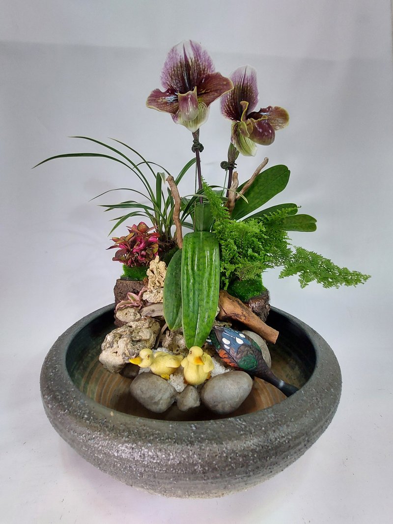 **複合式蘭花組合造盆景**   可以簡單DIY的蘭花組景 - 盆栽/植栽 - 陶 