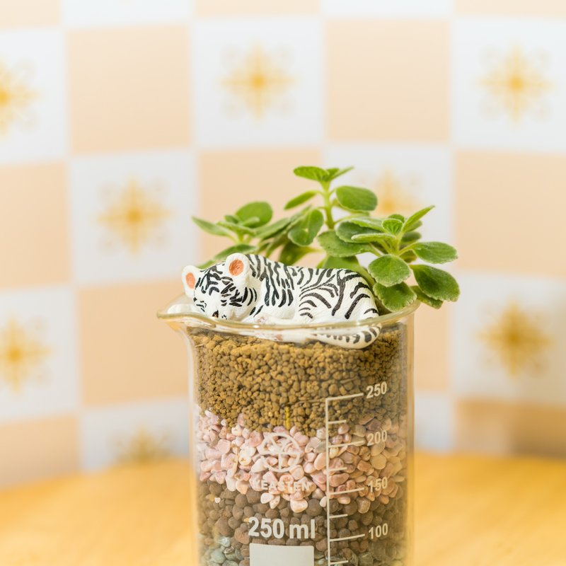 祝福系燒杯-幸福【植物保固】 - 盆栽/植栽 - 植物．花 橘色