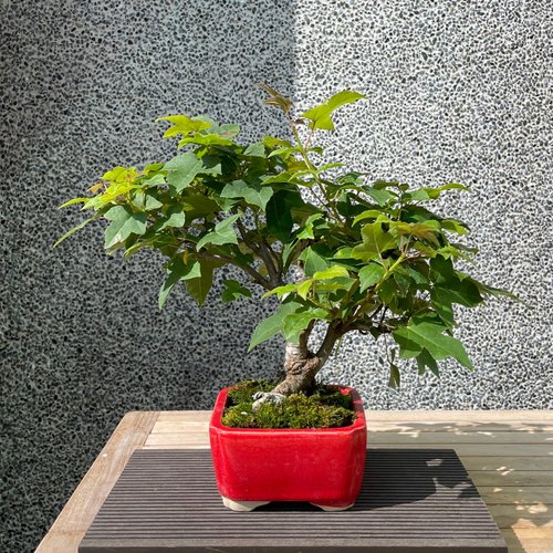小品盆栽-香楓盆景送禮野趣小品盆栽Rustic Charm Bonsai｜植栽