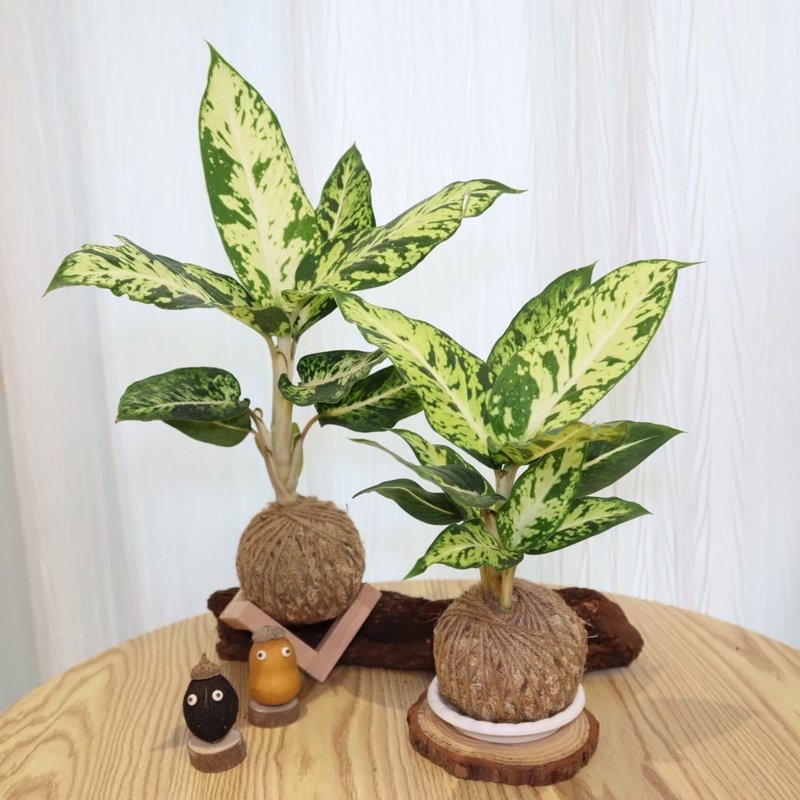 |粗肋草苔球| 贈送塑膠底座 / 植男人紳 手作苔球 - 植栽/盆栽 - 植物．花 綠色
