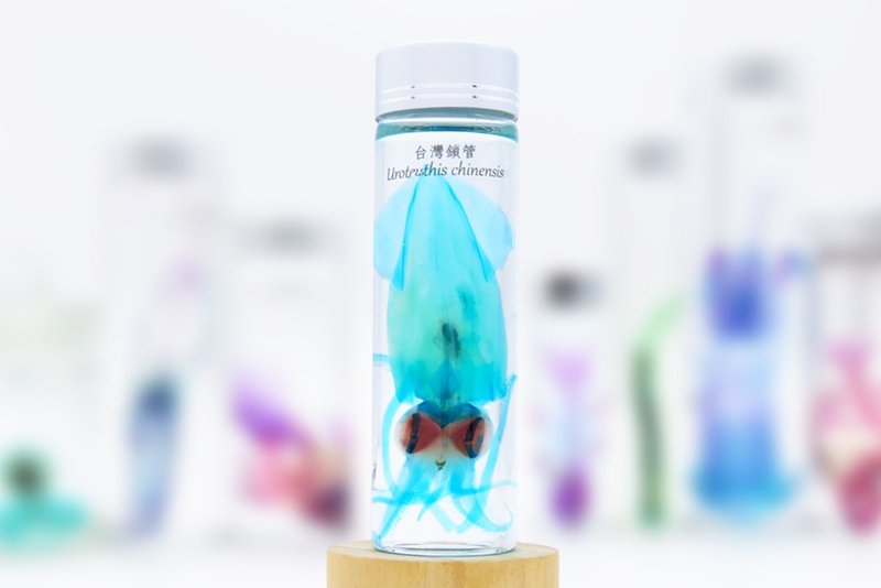 透明生物標本 - 台灣鎖管 Uroteuthis chinensis (大) - 擺飾/家飾品 - 玻璃 