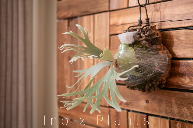 Jade Girl Jade Girl dwarf staghorn fern board gift congratulations indoor planting leaf-viewing rainforest plants - Plants - Wood Brown