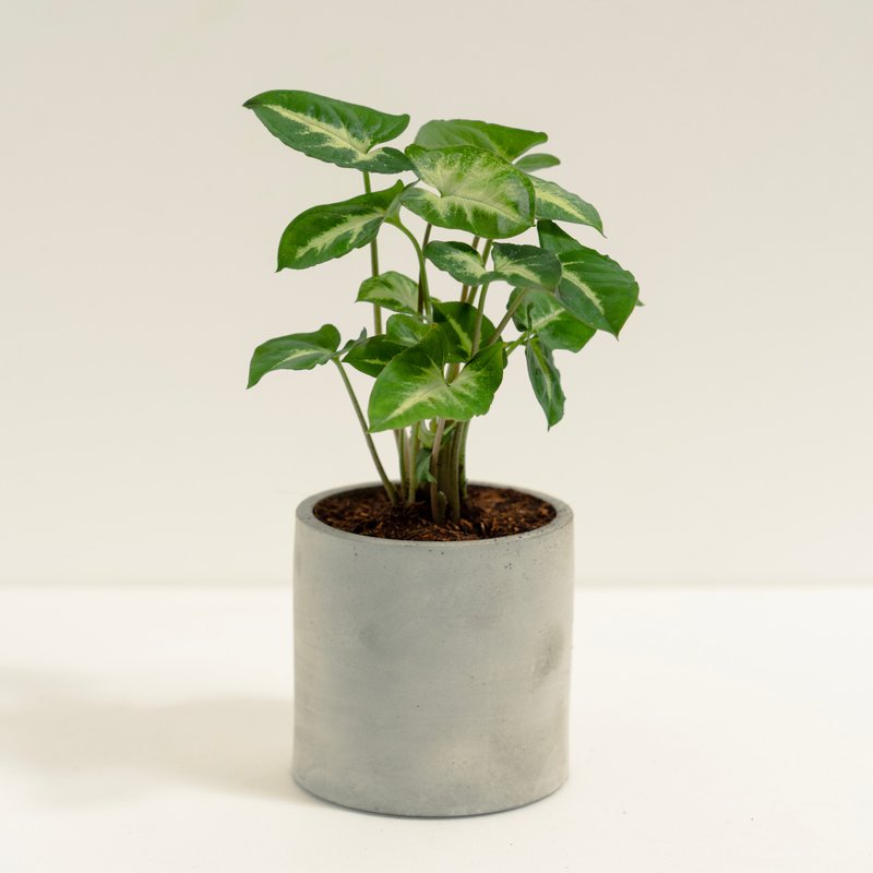 綠精靈合果芋│泥作系列│福所栽 - 盆栽/植栽 - 水泥 綠色
