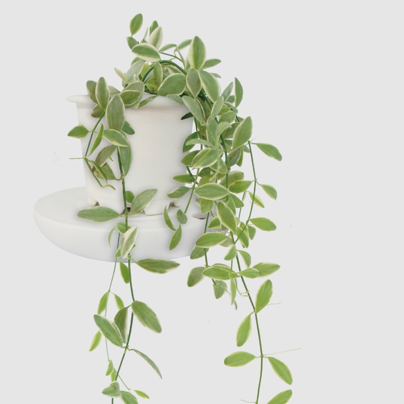 │ 窯瓷系列 │斑葉串錢藤 - 垂掛植物 水耕盆栽 陶瓷盆器 - 植栽/盆栽 - 植物．花 