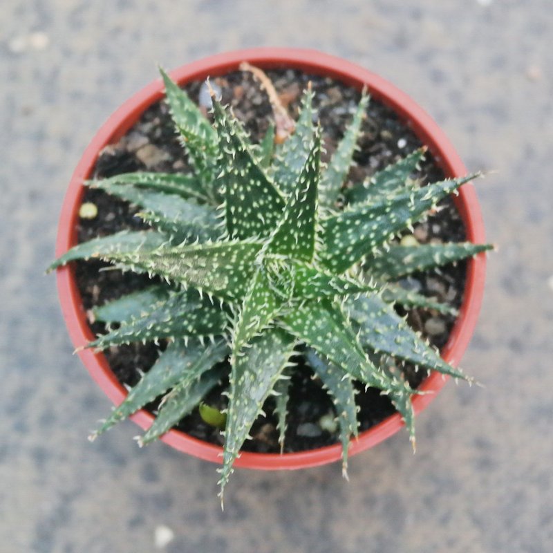 【荳荳多肉】【拍拍蘆薈】喬遷│送禮│升遷│多肉植物 - 盆栽/植栽 - 植物．花 
