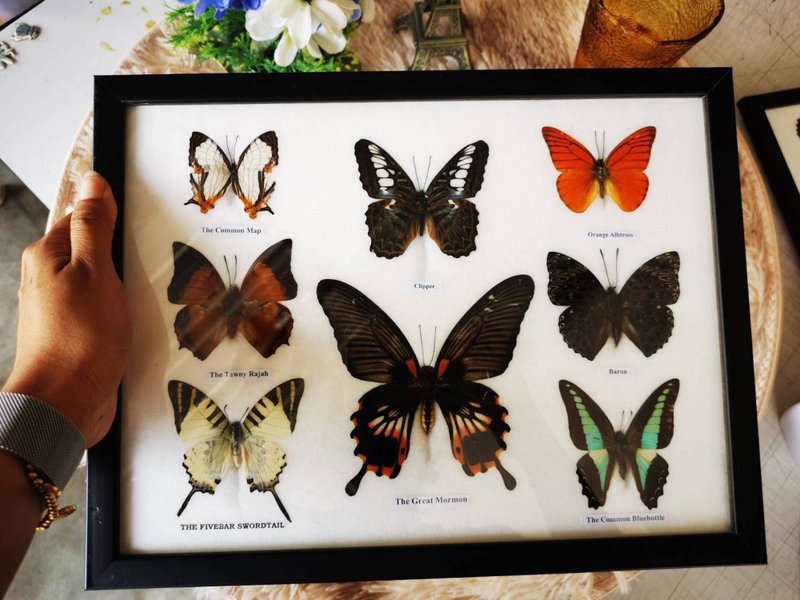 Collectible Set Beautiful Thai Butterfly Insect Taxidermy Entomology Frame Displ - Items for Display - Wood 