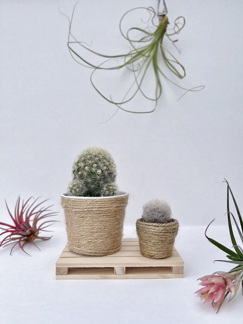 【Novice friendly】Mini cactus set with diy planter - ตกแต่งต้นไม้ - พืช/ดอกไม้ 