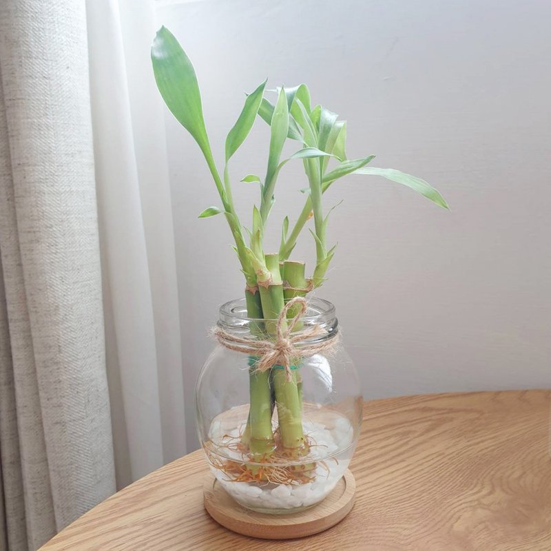 開運竹 水耕植物 - 植栽/盆栽 - 玻璃 透明