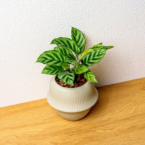 巧繪網植物館 翠葉竹芋 現代感圓弧陶瓷盆淺綠色 桌上型盆栽 觀葉植物 禮物