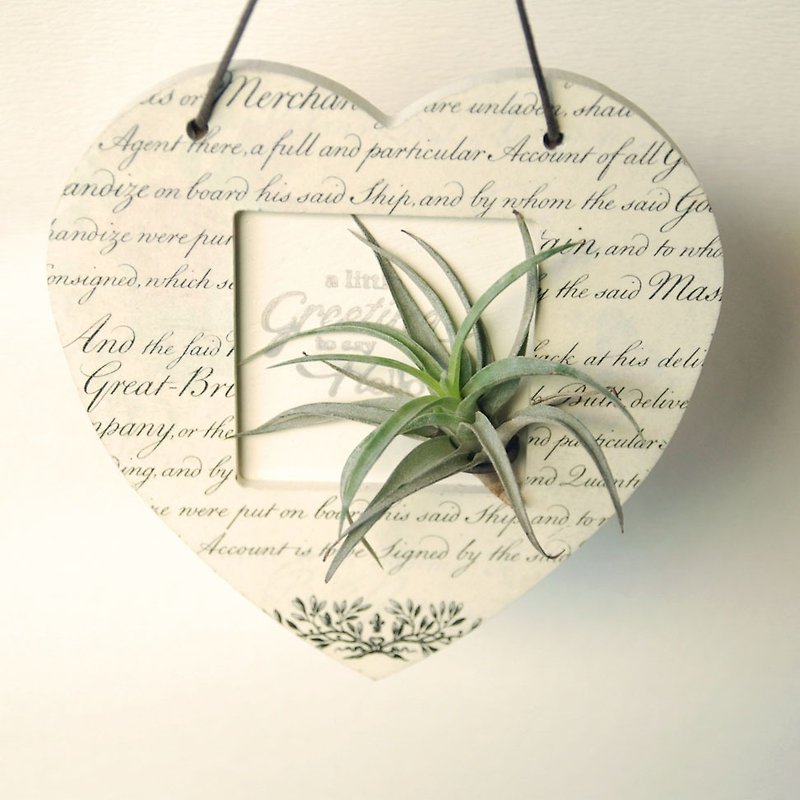 Christmas gift plants love box - Air pineapple / indoor full of elegant temperament / gift / birthday / new home / lover - Plants - Glass Green