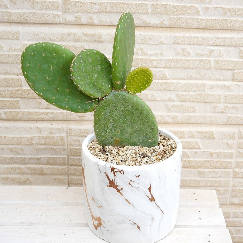 【竒植花物】米邦塔仙人掌大理石盆栽 仙人掌盆栽 開店賀禮 - 植栽/盆栽 - 植物．花 