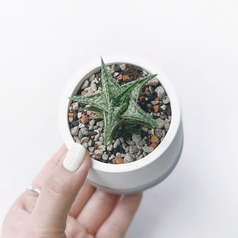 (現貨) 墨黑系列 | 第可蘆薈 圓形水泥多肉植栽 - 盆栽/植栽 - 植物．花 黑色
