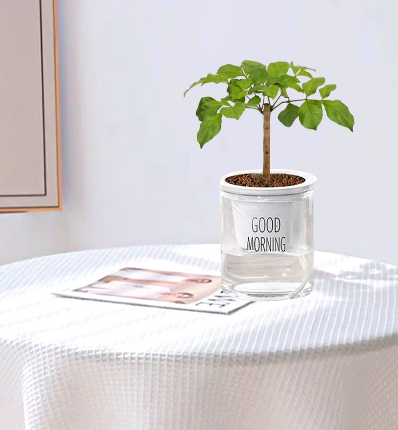 Fortune Tree Automatically Absorbs Water for Lazy Potted Plants - Plants - Plastic Multicolor