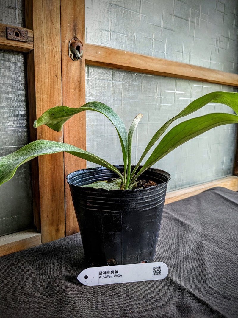 雷神鹿角蕨 Platycerium hillii cv. Raijin - 盆栽/植栽 - 植物．花 綠色