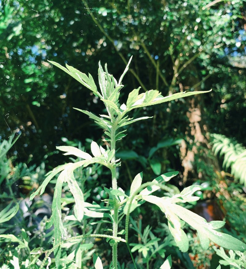 許願艾草花束 - 其他 - 植物．花 綠色