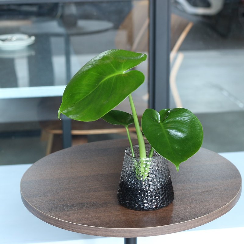 Hydroponic Planting│2024 New Year Celebration Little Turtle Taro_Indoor Plant Office Potted Planting Potted Plant - ตกแต่งต้นไม้ - แก้ว 