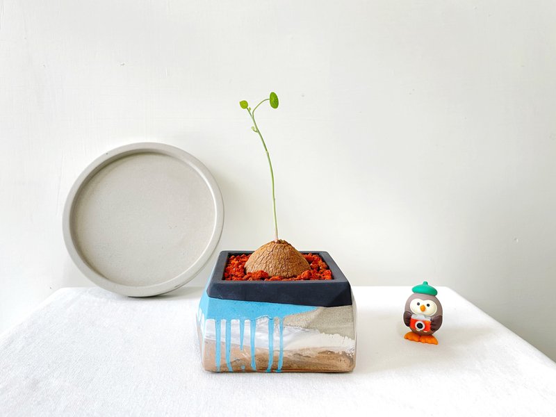 [Limited] Yuanye Mountain Tortoise • Underground rock formation geometric Cement potted plant can be customized with English letters - ตกแต่งต้นไม้ - ปูน สีน้ำเงิน