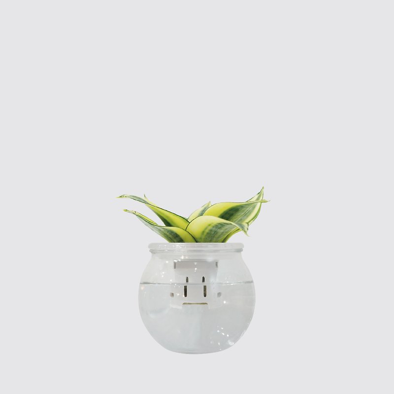│ Glass Series│ Golden Sansevieria- Air Purifying Indoor Plant Hydroponic Potted Plant - Plants - Plants & Flowers Transparent