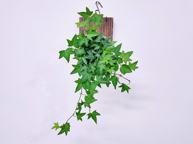 Philodendron Ivy Moss Ball│Board Plant│Home Decoration│Window Plant│ - Plants - Plants & Flowers Green