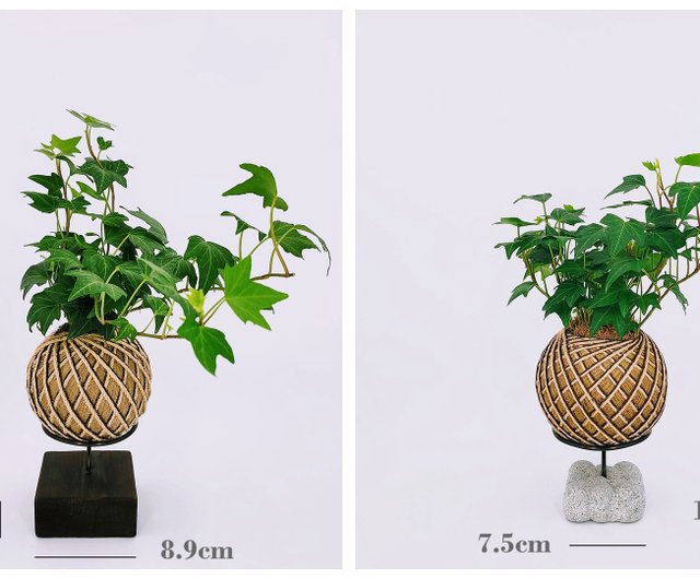 フィロデンドロングリーン苔玉│観葉植物│室内装飾│窓用植物