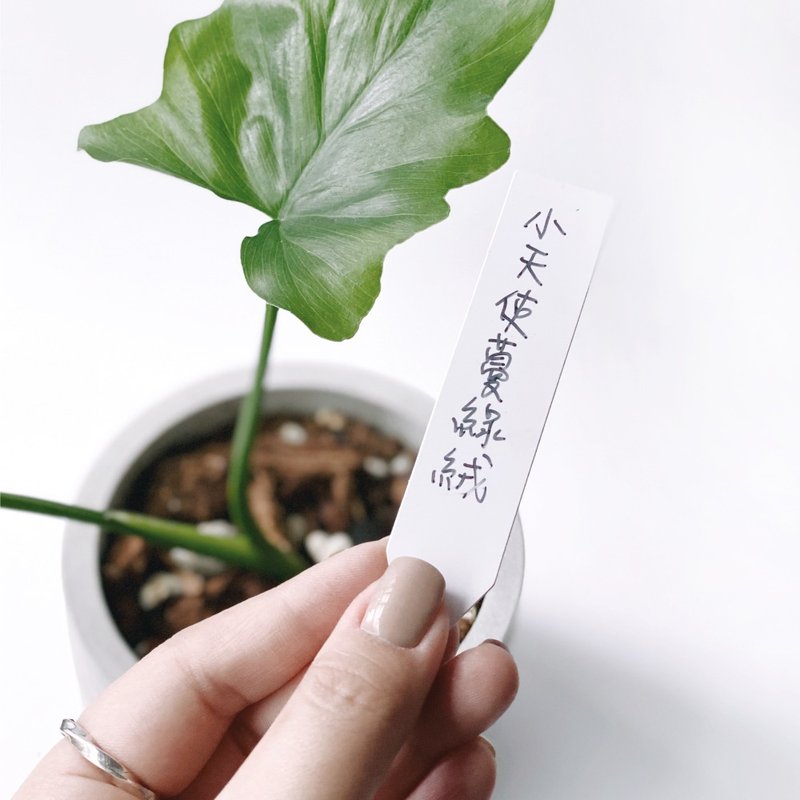 (現貨) 觀葉盆栽用大尺寸花牌標籤牌 3入組 - 花藝/盆栽/植栽 - 塑膠 白色