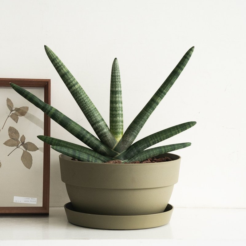 Giant Buddha's Hand Sansevieria large planting (with Campana wide and low pot) - Plants - Plants & Flowers 